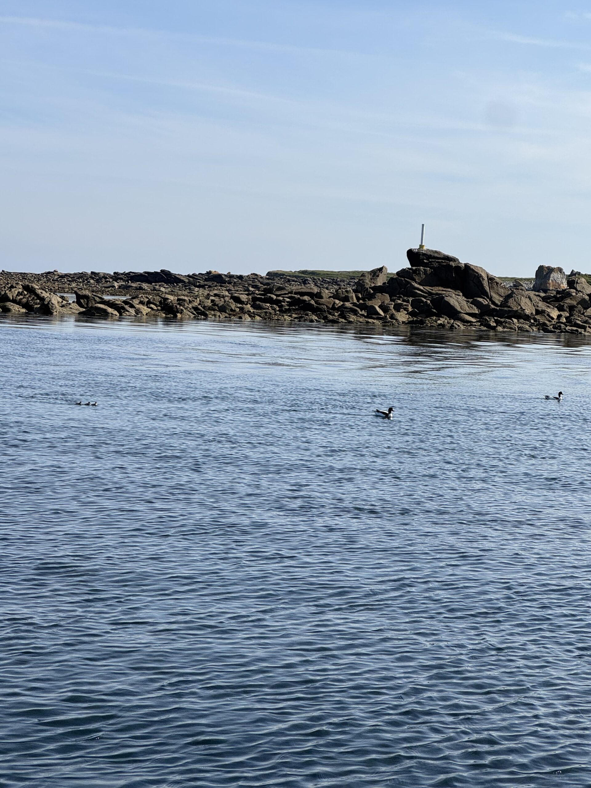 Canards