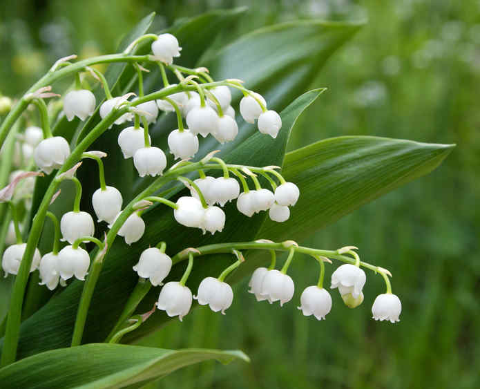 muguet